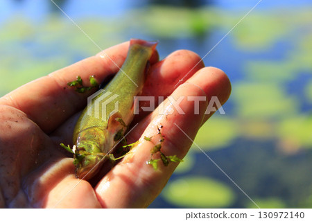 small tench lying on human hand 130972140