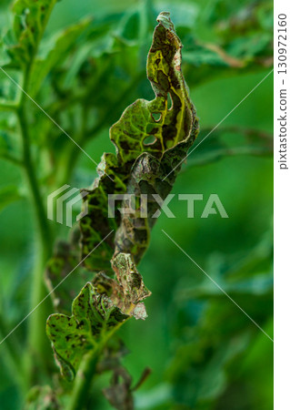 Infected leaves close up view with late blight or other pathogenic fungal disease affecting plants of the nightshade family. Symptoms, manifestations, consequences of crop loss. Vertical photo 130972160