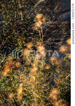 Dry thistle plant with golden fluffy seed heads glowing in warm sunlight, surrounded by natural wild vegetation. Concept of thistle plants symbolizing resilience, dryness, autumn rough beauty Dry thistle plant with golden fluffy seed heads glowing in warm sunlight, surrounded by natural wild vegetation. Concept of thistle plants symbolizing resilience, dryness, autumn rough beauty 130972176
