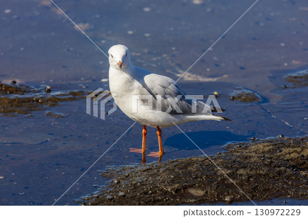 A Silver Gull standing in sea water near the Illawarra town of Shellharbour 130972229