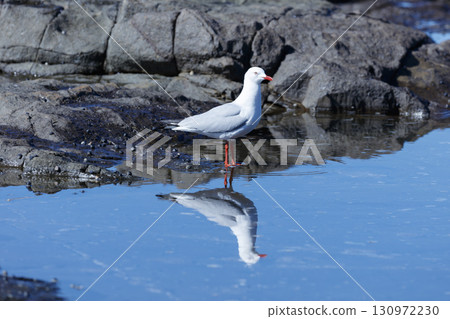 A Silver Gull standing in sea water near the Illawarra town of Shellharbour A Silver Gull standing in sea water near the Illawarra town of Shellharbour 130972230