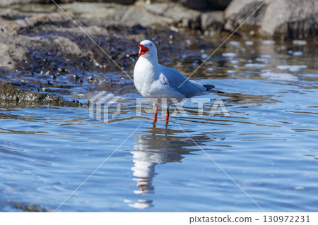 A Silver Gull standing in sea water near the Illawarra town of Shellharbour A Silver Gull standing in sea water near the Illawarra town of Shellharbour 130972231