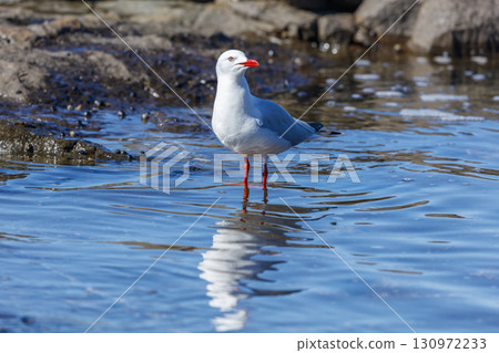 A Silver Gull standing in sea water near the Illawarra town of Shellharbour 130972233