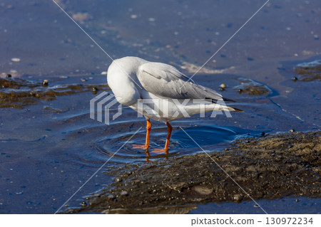 A Silver Gull standing in sea water near the Illawarra town of Shellharbour A Silver Gull standing in sea water near the Illawarra town of Shellharbour 130972234