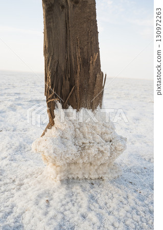 A weathered tree trunk stands in a salt zone surrounded by a white salt crust. The landscape is barren and unforgettable under the glow of the sky A weathered tree trunk stands in a salt zone surrounded by a white salt crust. The landscape is barren and unforgettable under the glow of the sky 130972263