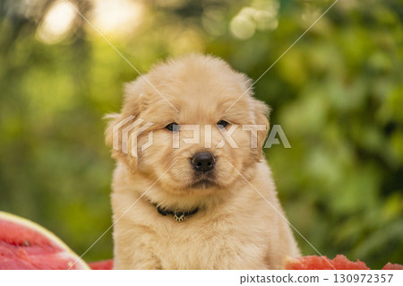 Cute Golden Retriever Puppy Portrait Outdoors 130972357