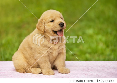 Cute Golden Retriever Puppy Sitting Outdoors Cute Golden Retriever Puppy Sitting Outdoors 130972358