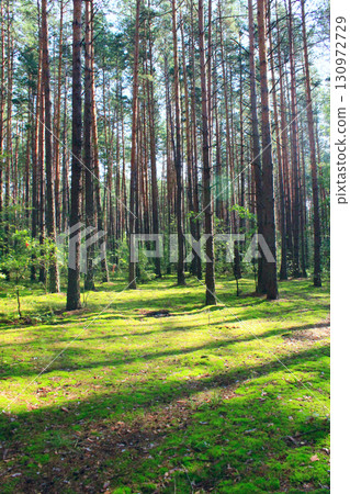 Sunny rays in summer forest. Wood landscape 130972729