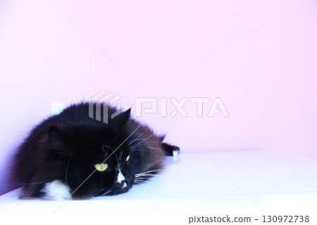 Cat laying on pink background. Domestic pet Cat laying on pink background. Domestic pet 130972738