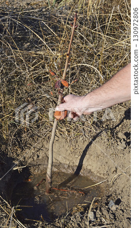 Autumn, planting a horse chestnut sapling Autumn, planting a horse chestnut sapling 130972806