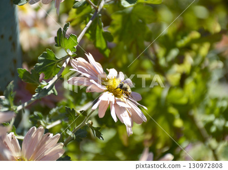 a bee pollinates an autumn flower in the rays of the sun at sunset a bee pollinates an autumn flower in the rays of the sun at sunset 130972808