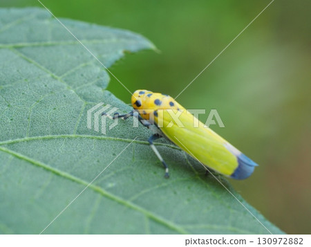 A giant leafhopper resting on a leaf 130972882