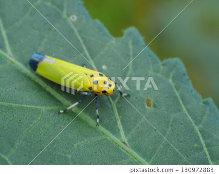 A giant leafhopper resting on a leaf A giant leafhopper resting on a leaf 130972883