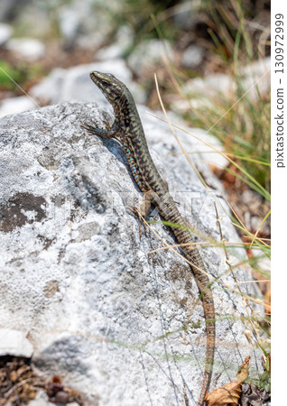 Brown lizard with patterned scales climbs on a sunlit rock surrounded by dry grass and stones Brown lizard with patterned scales climbs on a sunlit rock surrounded by dry grass and stones 130972999