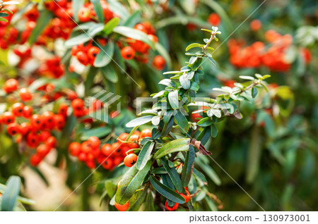 Bunch of bright red berries on a green bush with foliage in sharp focus against a blurred background Bunch of bright red berries on a green bush with foliage in sharp focus against a blurred background 130973001