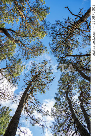 Tall pine trees reaching into the sky, captured from a low angle, with sunlight and clouds Tall pine trees reaching into the sky, captured from a low angle, with sunlight and clouds 130973002