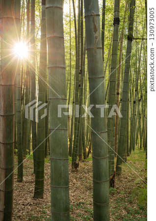Tall green bamboo stalks in a quiet forest with sunlight filtering through them against the backdrop 130973005