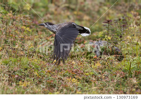 A Nutcracker in Flight 130973169