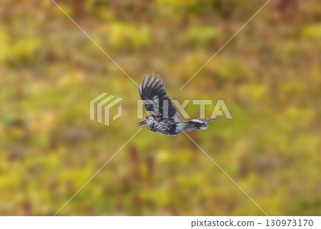 A Nutcracker in Flight 130973170