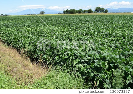 Soybean field Shonai, Yamagata Prefecture 130973357