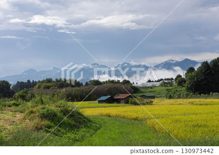 秋天的稻田和廣闊的風景 130973442