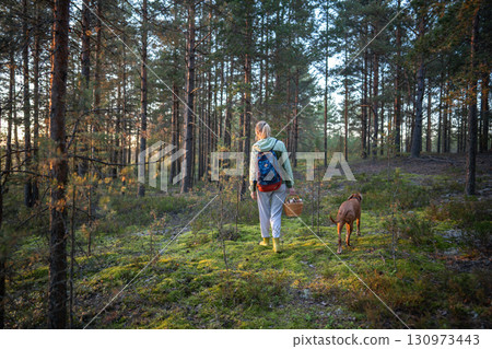 Woman with vizsla dog in autumn pine forest with basket full of porcini mushrooms, back view Woman with vizsla dog in autumn pine forest with basket full of porcini mushrooms, back view 130973443