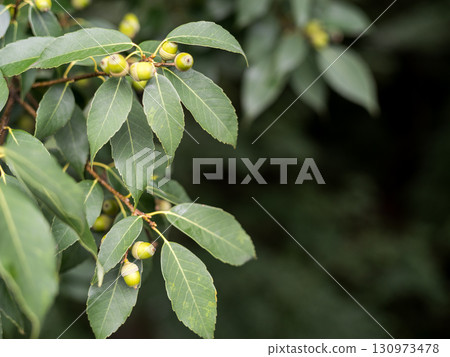 [Todoroki Valley] Acorns ripen in late summer in a valley in Tokyo 130973478