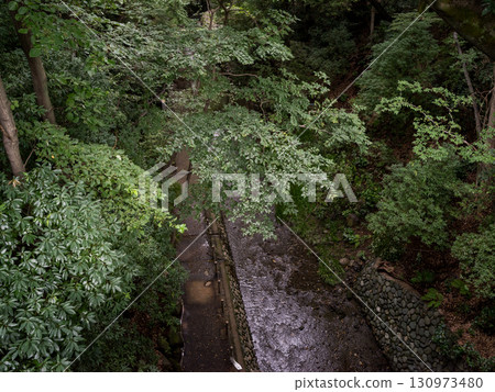 [Todoroki Valley] A valley in Tokyo before the autumn leaves turn red in summer 130973480