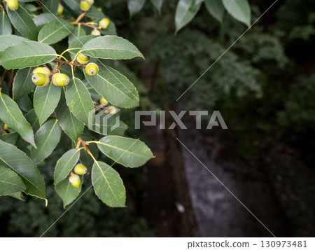 [Todoroki Valley] Acorns ripen in late summer in a valley in Tokyo 130973481
