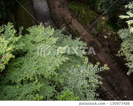 [Todoroki Valley] A valley in Tokyo before the autumn leaves turn red in summer 130973486
