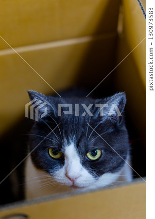 Cat in the box Cat in the box 130973583