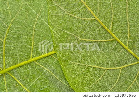 Texture of a dark green leaf. Detail of the underside of a large green leaf. Macro image, close-up. Concept of a green textured background. Texture of a dark green leaf. Detail of the underside of a large green leaf. Macro image, close-up. Concept of a green textured background. 130973650