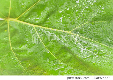 Texture of a dark green leaf. Detail of the surface of green leaves with water droplets. Macro image, close-up. Concept of a green textured background. 130973652