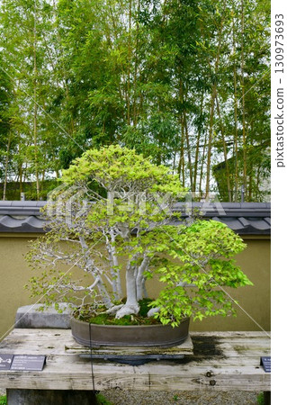 8254 Bonsai Beech "Shirakami Village" BONSAI 130973693