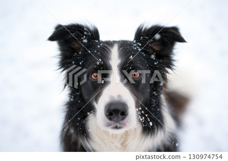Border Collie Gazes Intently While Snowflakes Fall in a Winter Landscape Border Collie Gazes Intently While Snowflakes Fall in a Winter Landscape 130974754