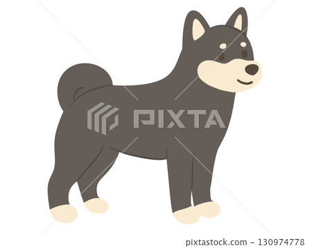 站立的柴犬（黑柴犬）的插圖 130974778