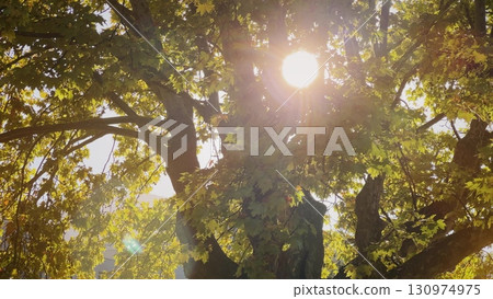 Sunlight flaring through green tree leaves. Bright sunbeams create a natural glow and warm atmosphere in the canopy 130974975