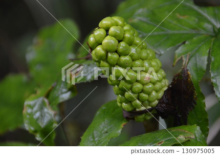 Mamushigusa的果實（山梨縣富士法庫里山/富士吉田市） 130975005