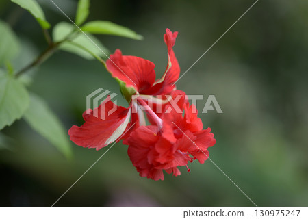 Hibiscus Red Flamingo 130975247