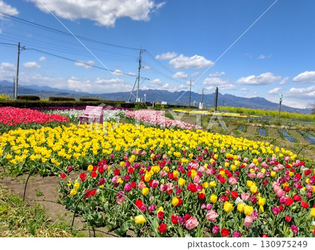 群馬縣高崎市花鷹瞭望台花之丘，四周環繞著四季鮮花 130975249