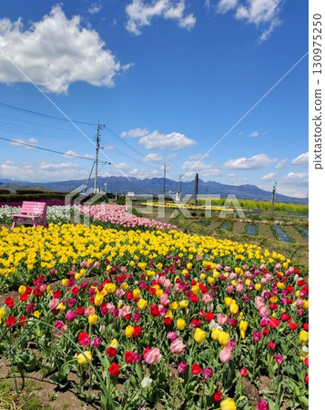 群馬縣高崎市花鷹瞭望台花之丘，四周環繞著四季鮮花 130975250