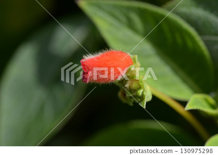 Pearcea spurkei Pearcea spurkei 130975298