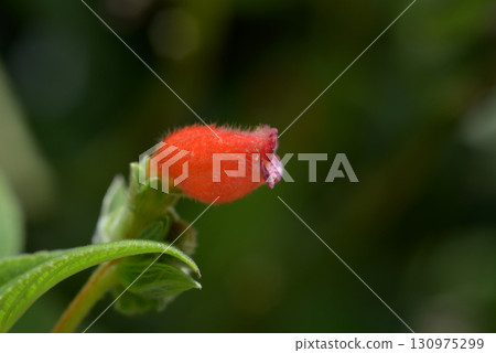 斯普爾克皮爾斯 斯普爾克皮爾斯 130975299