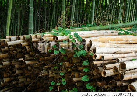 Bamboo forest 130975713