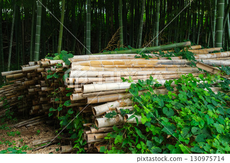 Bamboo grove 130975714