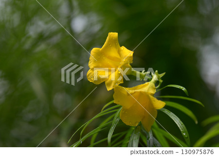 Red-beaned cow disease 130975876