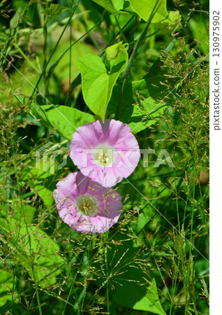 Bindweed（北海道川上郡標茶町東寺、釧路濕地、猿房展望台附近） 130975902