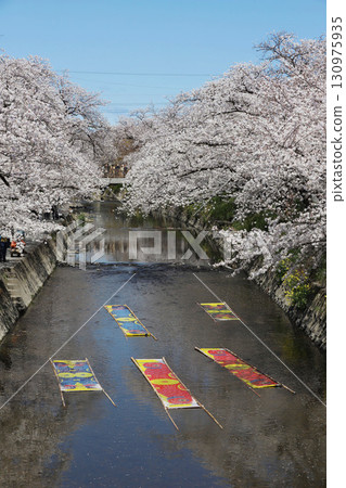 櫻花,岩倉市,櫻花節,五條川,愛知縣 櫻花,岩倉市,櫻花節,五條川,愛知縣 130975935