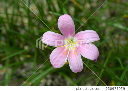 Saffron Moddoki 130975959