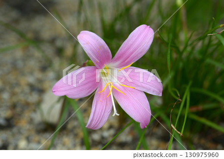 Saffron Moddoki 130975960